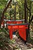 Fushimi-Inari Taisha Shrine. Tunnel af torii ved det shintoistiske Fushimi-Inari Taisha Shrine  Fushimi-Inari Taisha Shrine / Kyoto Japan Asien  templer shintoisme orange