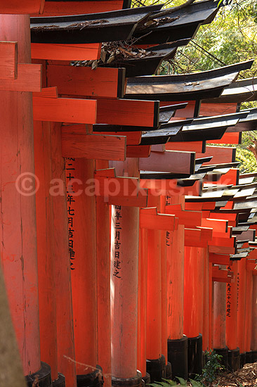 Fushimi-Inari Taisha Shrine. Tunnel af torii ved det shintoistiske Fushimi-Inari Taisha Shrine; ; Fushimi-Inari Taisha Shrine / Kyoto; Japan; Asien; ; templer shintoisme orange
