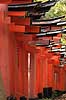 Fushimi-Inari Taisha Shrine. Tunnel af torii ved det shintoistiske Fushimi-Inari Taisha Shrine  Fushimi-Inari Taisha Shrine / Kyoto Japan Asien  templer shintoisme orange