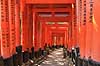 Fushimi-Inari Taisha Shrine. Tunnel af torii ved det shintoistiske Fushimi-Inari Taisha Shrine  Fushimi-Inari Taisha Shrine / Kyoto Japan Asien  templer shintoisme orange