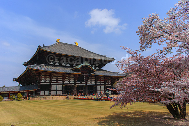 Todai-ji Nara. Todai-ji templet i Nara - verdens st�rste tr�bygning; ; Todai-ji / Nara; Japan; Asien; ; templer buddisme buddhism buddistisk, Todaiji