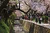 Kirseb�rblomstring. Japanere nyder kirseb�rtr�ernes blomstring ved Path of Philosophy i Kyoto Prunus spec. Rosaceae Path of Philosophy / Kyoto Japan Asien  Prydkirseb�r blomster Kansai japansk for�r