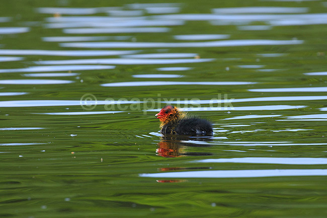Blish�nekylling. Blish�ne kylling; Fulica atra; Skallemose S� / Hareskoven; ; ; fugle; Blish�ne, Vandh�ns, Rallidae, Tranefugle, Gruiformes