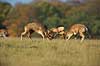 D�dyr. D�hjorte k�mper p� brunstpladsen i Dyrehaven Dama dama J�gersborg Dyrehave / Sj�lland   pattedyr Hjorte, Cervidae, Parrett�ede hovdyr, Artiodactyla, hjort, d�vildt, gevir, fuldskuffel, dr�vtygger, brunst, fallow deer, d�hjort, dovhjort, Dyrehaven