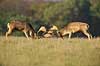 D�dyr. D�hjorte k�mper p� brunstpladsen i Dyrehaven Dama dama J�gersborg Dyrehave / Sj�lland   pattedyr Hjorte, Cervidae, Parrett�ede hovdyr, Artiodactyla, hjort, d�vildt, gevir, fuldskuffel, dr�vtygger, brunst, fallow deer, d�hjort, dovhjort, Dyrehaven