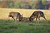 D�dyr. D�hjorte k�mper p� brunstpladsen i Dyrehaven Dama dama J�gersborg Dyrehave / Sj�lland   pattedyr Hjorte, Cervidae, Parrett�ede hovdyr, Artiodactyla, hjort, d�vildt, gevir, fuldskuffel, dr�vtygger, brunst, fallow deer, d�hjort, dovhjort, Dyrehaven