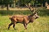 Kronhjort. Kronhjort under brunst perioden Cervus elaphus J�gersborg Dyrehave / Sj�lland   pattedyr Hjorte, kronhjorte, Cervidae, Parrett�ede hovdyr, Artiodactyla, Krondyr, Red deer, kronvildt, krondyr, kronhjorte, brunst, hjort