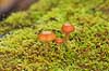Skovbund. Svampe og mos gror p� tr�stamme i skovbunden i J�gersborg Dyrehave  J�gersborg Dyrehave / Sj�lland   svampe 