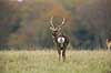 Sika. Sikahjort i Dyrehaven Cervus nippon J�gersborg Dyrehave / Sj�lland   pattedyr Hjorte, Cervidae, Parrett�ede hovdyr, Artiodactyla, hjort, sikahjort