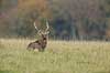 Sika. Sikahjort i Dyrehaven Cervus nippon J�gersborg Dyrehave / Sj�lland   pattedyr Hjorte, Cervidae, Parrett�ede hovdyr, Artiodactyla, hjort, sikahjort