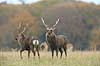 Sika. Sikahjorte i Dyrehaven Cervus nippon J�gersborg Dyrehave / Sj�lland   pattedyr Hjorte, Cervidae, Parrett�ede hovdyr, Artiodactyla, hjort, sikahjort