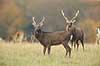Sika. Sikahjorte i Dyrehaven Cervus nippon J�gersborg Dyrehave / Sj�lland   pattedyr Hjorte, Cervidae, Parrett�ede hovdyr, Artiodactyla, hjort, sikahjort