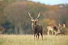 Sika. Sikahjort i Dyrehaven Cervus nippon J�gersborg Dyrehave / Sj�lland   pattedyr Hjorte, Cervidae, Parrett�ede hovdyr, Artiodactyla, hjort, sikahjort