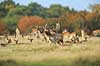 D�dyr. D�hjort br�ler p� brunstpladsen i Dyrehaven Dama dama J�gersborg Dyrehave / Sj�lland   pattedyr Hjorte, Cervidae, Parrett�ede hovdyr, Artiodactyla, hjort, d�vildt, gevir, fuldskuffel, dr�vtygger, brunst, fallow deer, d�hjort, dovhjort, Dyrehaven