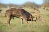 D�dyr. D�hjort ordner pelsen p� brunstpladsen i Dyrehaven Dama dama J�gersborg Dyrehave / Sj�lland   pattedyr Hjorte, Cervidae, Parrett�ede hovdyr, Artiodactyla, hjort, d�vildt, gevir, fuldskuffel, dr�vtygger, brunst, fallow deer, d�hjort, dovhjort, Dyrehaven