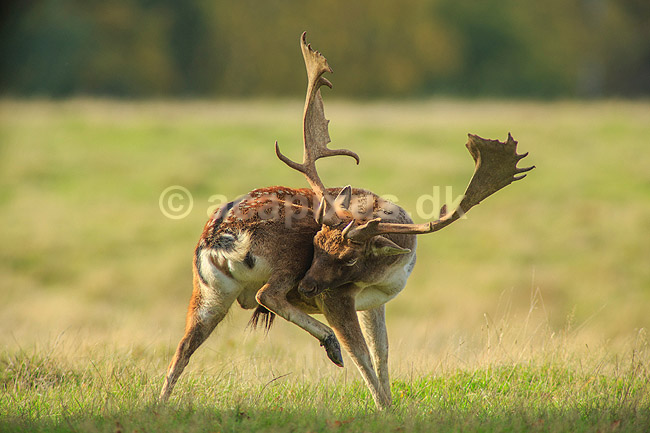 D�dyr. D�hjort ordner pelsen p� brunstpladsen i Dyrehaven; Dama dama; J�gersborg Dyrehave / Sj�lland; ; ; pattedyr; Hjorte, Cervidae, Parrett�ede hovdyr, Artiodactyla, hjort, d�vildt, gevir, fuldskuffel, dr�vtygger, brunst, fallow deer, d�hjort, dovhjort, Dyrehaven