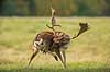 D�dyr. D�hjort ordner pelsen p� brunstpladsen i Dyrehaven Dama dama J�gersborg Dyrehave / Sj�lland   pattedyr Hjorte, Cervidae, Parrett�ede hovdyr, Artiodactyla, hjort, d�vildt, gevir, fuldskuffel, dr�vtygger, brunst, fallow deer, d�hjort, dovhjort, Dyrehaven