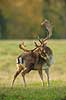 D�dyr. D�hjort ordner pelsen p� brunstpladsen i Dyrehaven Dama dama J�gersborg Dyrehave / Sj�lland   pattedyr Hjorte, Cervidae, Parrett�ede hovdyr, Artiodactyla, hjort, d�vildt, gevir, fuldskuffel, dr�vtygger, brunst, fallow deer, d�hjort, dovhjort, Dyrehaven