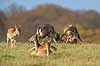 D�dyr. D�hjorte k�mper p� brunstpladsen i Dyrehaven Dama dama J�gersborg Dyrehave / Sj�lland   pattedyr Hjorte, Cervidae, Parrett�ede hovdyr, Artiodactyla, hjort, d�vildt, gevir, fuldskuffel, dr�vtygger, brunst, fallow deer, d�hjort, dovhjort, Dyrehaven
