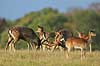D�dyr. D�hjorte k�mper p� brunstpladsen i Dyrehaven Dama dama J�gersborg Dyrehave / Sj�lland   pattedyr Hjorte, Cervidae, Parrett�ede hovdyr, Artiodactyla, hjort, d�vildt, gevir, fuldskuffel, dr�vtygger, brunst, fallow deer, d�hjort, dovhjort, Dyrehaven