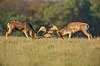 D�dyr. D�hjorte k�mper p� brunstpladsen i Dyrehaven Dama dama J�gersborg Dyrehave / Sj�lland   pattedyr Hjorte, Cervidae, Parrett�ede hovdyr, Artiodactyla, hjort, d�vildt, gevir, fuldskuffel, dr�vtygger, brunst, fallow deer, d�hjort, dovhjort, Dyrehaven