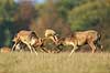 D�dyr. D�hjorte k�mper p� brunstpladsen i Dyrehaven Dama dama J�gersborg Dyrehave / Sj�lland   pattedyr Hjorte, Cervidae, Parrett�ede hovdyr, Artiodactyla, hjort, d�vildt, gevir, fuldskuffel, dr�vtygger, brunst, fallow deer, d�hjort, dovhjort, Dyrehaven