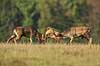 D�dyr. D�hjorte k�mper p� brunstpladsen i Dyrehaven Dama dama J�gersborg Dyrehave / Sj�lland   pattedyr Hjorte, Cervidae, Parrett�ede hovdyr, Artiodactyla, hjort, d�vildt, gevir, fuldskuffel, dr�vtygger, brunst, fallow deer, d�hjort, dovhjort, Dyrehaven