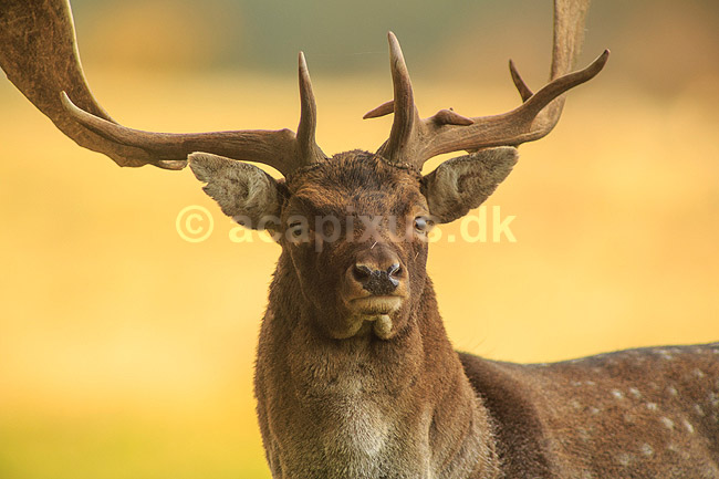 D�dyr. D�hjort p� brunstpladsen i Dyrehaven; Dama dama; J�gersborg Dyrehave / Sj�lland; ; ; pattedyr; Hjorte, Cervidae, Parrett�ede hovdyr, Artiodactyla, hjort, d�vildt, gevir, fuldskuffel, dr�vtygger, brunst, fallow deer, d�hjort, dovhjort, Dyrehaven