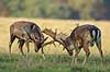 D�dyr. D�hjorte k�mper p� brunstpladsen i Dyrehaven Dama dama J�gersborg Dyrehave / Sj�lland   pattedyr Hjorte, Cervidae, Parrett�ede hovdyr, Artiodactyla, hjort, d�vildt, gevir, fuldskuffel, dr�vtygger, brunst, fallow deer, d�hjort, dovhjort, Dyrehaven
