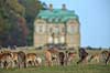 D�dyr. D�dyr foran Erimitageslottet i Dyrehaven Dama dama J�gersborg Dyrehave / Sj�lland   pattedyr Hjorte, Cervidae, Parrett�ede hovdyr, Artiodactyla, hjort, d�vildt, gevir, fuldskuffel, dr�vtygger, brunst, fallow deer, d�hjort, dovhjort, Dyrehaven