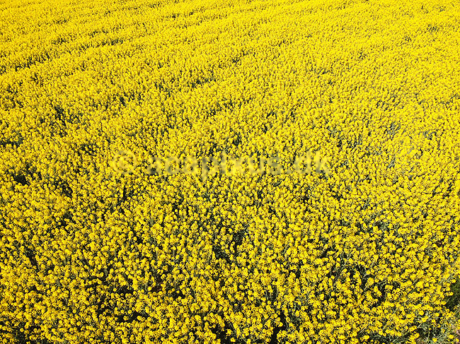 Rapsmark. Raps p� mark vest for Ballerup; Brassica napus; Led�je / Ballerup; Danmark; ; Planter; Landbrug, afgr�der, rapsolie, gul