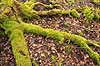 Hareskoven. Mosbegroet tr�stup i Jonstrupvang i Hareskoven  Hareskoven Danmark   Skove, skovbrug, mosser, naturens kredsl�b