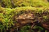 Hareskoven. Mosbegroet tr�stup i Jonstrupvang i Hareskoven  Hareskoven Danmark   Skove, skovbrug, mosser, naturens kredsl�b