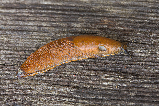 Dr�bersnegl. Dr�bersnegl, Iberisk skovsnegl, Spansk skovsnegl; Arion lusitanicus; ; Danmark; ; bl�ddyr; Mollusca, Lungesnegle, Pulmonata, Spanish slug, Lusitanian slug, M�rdarsnigel, hermafroditter