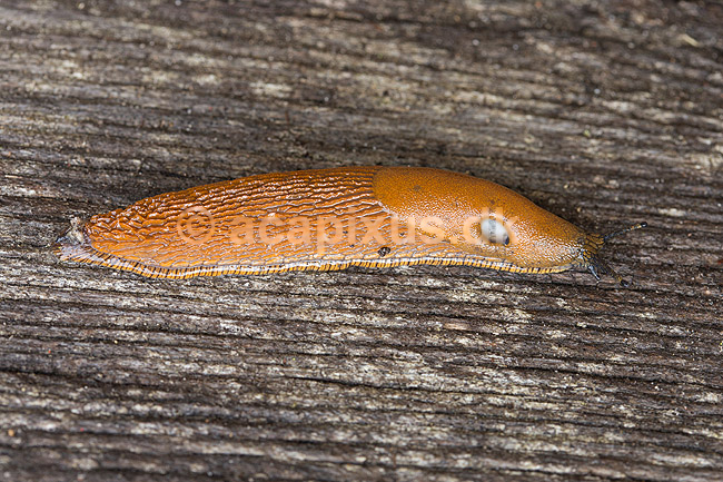 Dr�bersnegl. Dr�bersnegl, Iberisk skovsnegl, Spansk skovsnegl; Arion lusitanicus; ; Danmark; ; bl�ddyr; Mollusca, Lungesnegle, Pulmonata, Spanish slug, Lusitanian slug, M�rdarsnigel, hermafroditter