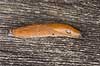 Dr�bersnegl. Dr�bersnegl, Iberisk skovsnegl, Spansk skovsnegl Arion lusitanicus  Danmark  bl�ddyr Mollusca, Lungesnegle, Pulmonata, Spanish slug, Lusitanian slug, M�rdarsnigel, hermafroditter