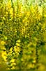 Perikon. T�t bevoksning af perikum ved Himmelev Skov Hypericum spec  Danmark  Planter Himmelev Skov
