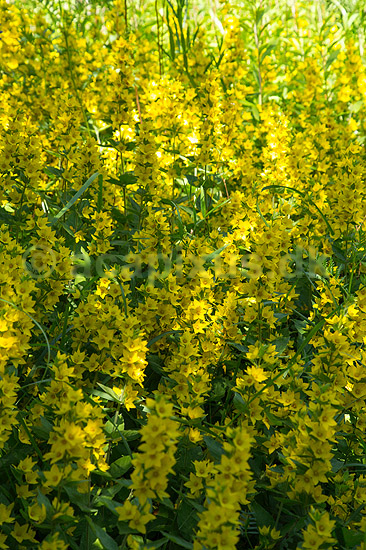 Perikon. T�t bevoksning af perikum ved Himmelev Skov; Hypericum spec; ; Danmark; ; Planter; Himmelev Skov