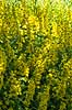 Perikon. T�t bevoksning af perikum ved Himmelev Skov Hypericum spec  Danmark  Planter Himmelev Skov