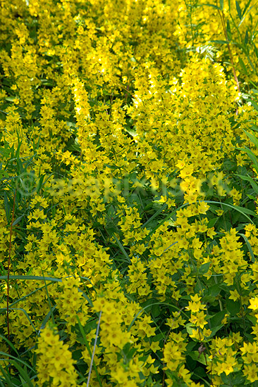 Perikon. T�t bevoksning af perikum ved Himmelev Skov; Hypericum spec; ; Danmark; ; Planter; Himmelev Skov