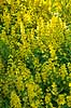 Perikon. T�t bevoksning af perikum ved Himmelev Skov Hypericum spec  Danmark  Planter Himmelev Skov