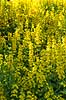 Perikon. T�t bevoksning af perikum ved Himmelev Skov Hypericum spec  Danmark  Planter Himmelev Skov