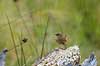 G�rdesmutte. G�rde smutte s�ger f�de i r�dden tr�stub Troglodytes troglodytes J�gersborg Dyrehave   Fugle Spurvefugle, Passeriformes