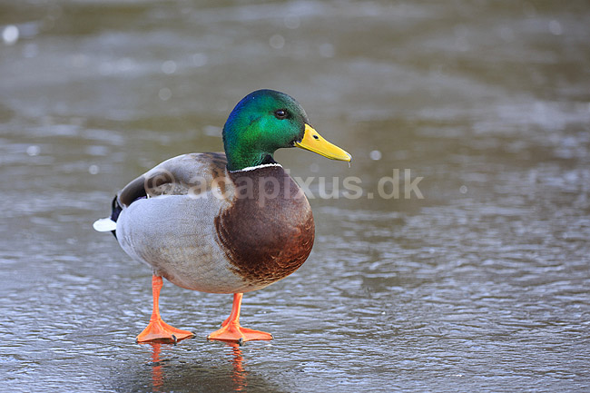 Gr�and. Gr�and andrik p� isen p� den tilfrosne s� M�llemosen; Anas platyrhynchos; M�llemose / M�l�v; ; ; fugle; �nder, Andefugle, Anseriformes, Anatidae, gr��nder, vinter, frost, kulde