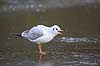 H�ttem�ge i vinterdragt. H�ttem�ge i vinterdragt p� isen p� den tilfrosne s� M�llemosen Larus ridibundus M�llemose / M�l�v   fugle M�gefugle, Laridae, Charadriiformes, flyvning, fugleflugt, vingeslag