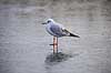 H�ttem�ge i vinterdragt. H�ttem�ge i vinterdragt p� isen p� den tilfrosne s� M�llemosen Larus ridibundus M�llemose / M�l�v   fugle M�gefugle, Laridae, Charadriiformes, flyvning, fugleflugt, vingeslag
