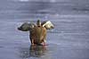 Gr�and. Gr�and hun laver en glat landing p� isen p� den tilfrosne s� M�llemosen Anas platyrhynchos M�llemose / M�l�v   fugle �nder, Andefugle, Anseriformes, Anatidae, gr��nder, vinter, frost, kulde