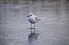 H�ttem�ge i vinterdragt. H�ttem�ge i vinterdragt p� isen p� den tilfrosne s� M�llemosen Larus ridibundus M�llemose / M�l�v   fugle M�gefugle, Laridae, Charadriiformes, flyvning, fugleflugt, vingeslag