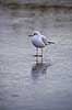 H�ttem�ge i vinterdragt. H�ttem�ge i vinterdragt p� isen p� den tilfrosne s� M�llemosen Larus ridibundus M�llemose / M�l�v   fugle M�gefugle, Laridae, Charadriiformes, flyvning, fugleflugt, vingeslag