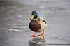 Gr�and. Gr�and andrik p� isen p� den tilfrosne s� M�llemosen Anas platyrhynchos M�llemose / M�l�v   fugle �nder, Andefugle, Anseriformes, Anatidae, gr��nder, vinter, frost, kulde